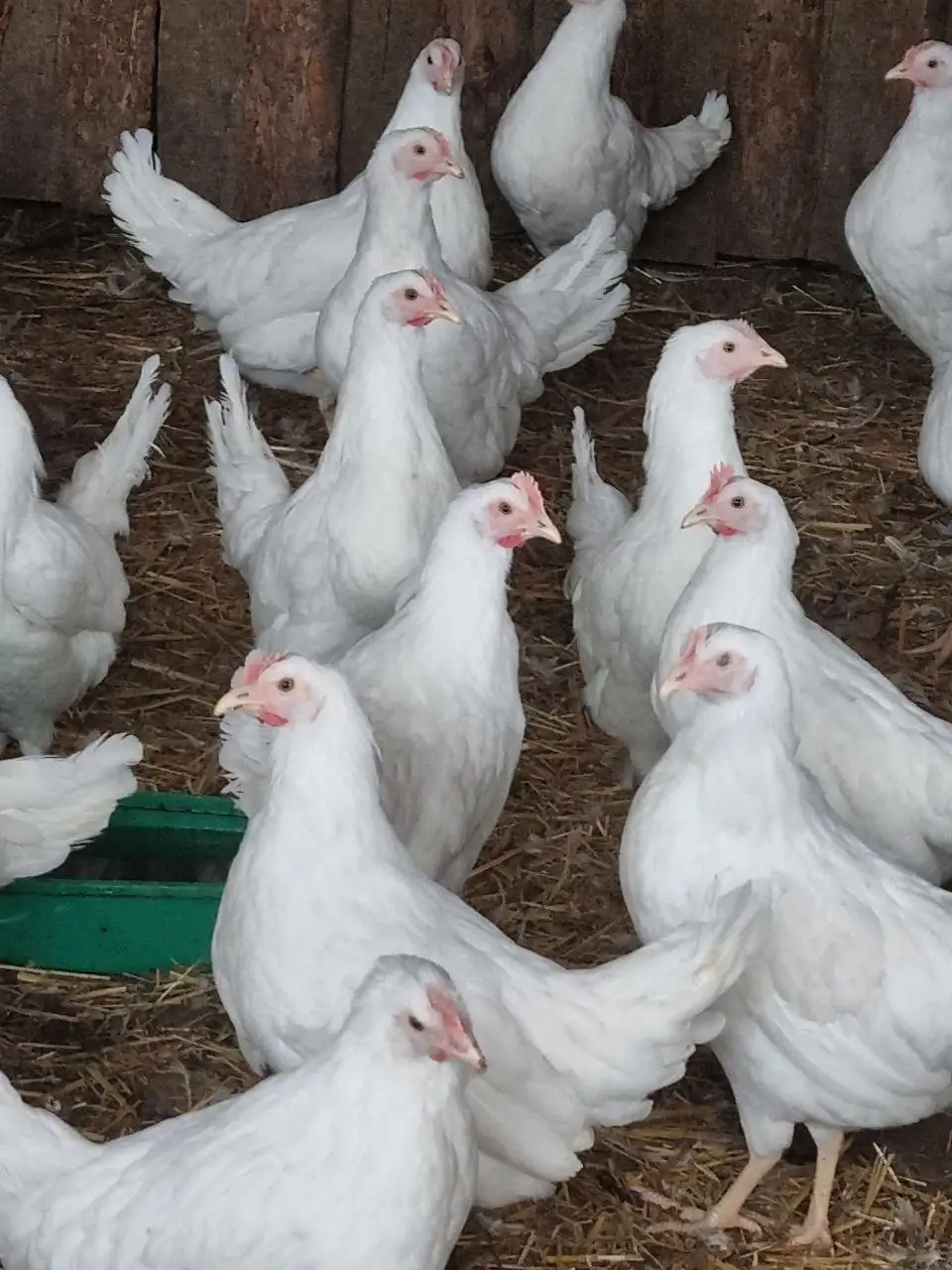 Курочки молодки Белореченские 4,5 месяца - Птицы (Животные) в Чита