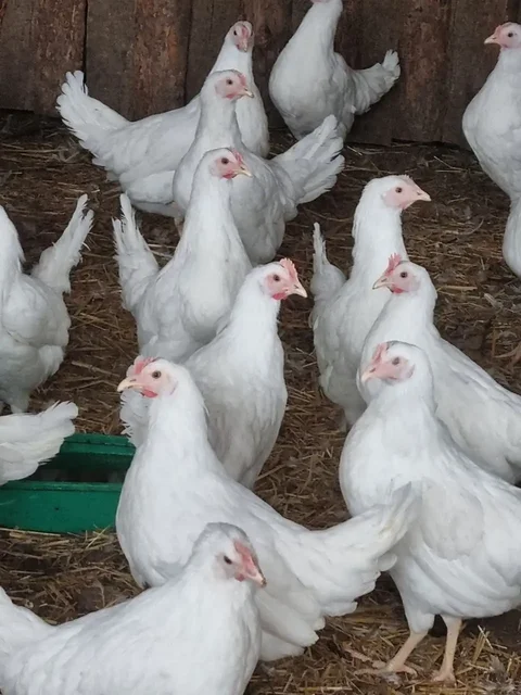Курочки молодки Белореченские 4,5 месяца - Животные в Чита