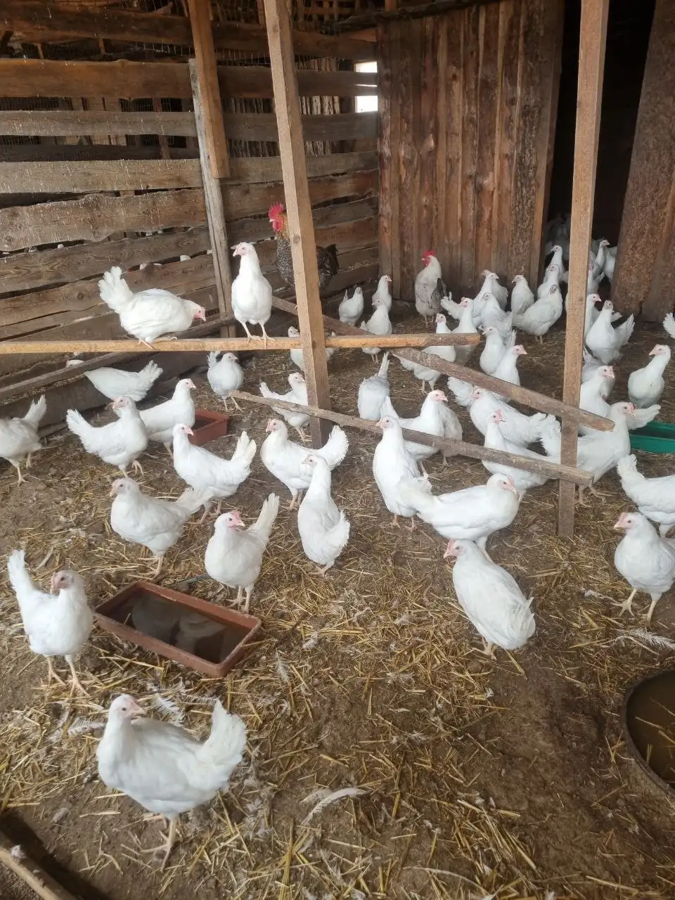 Курочки молодки Белореченские 4,5 месяца - Птицы (Животные) в Чита