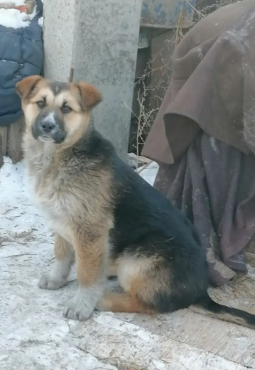 Белка ищет дом - Кошки (Животные) в Чита