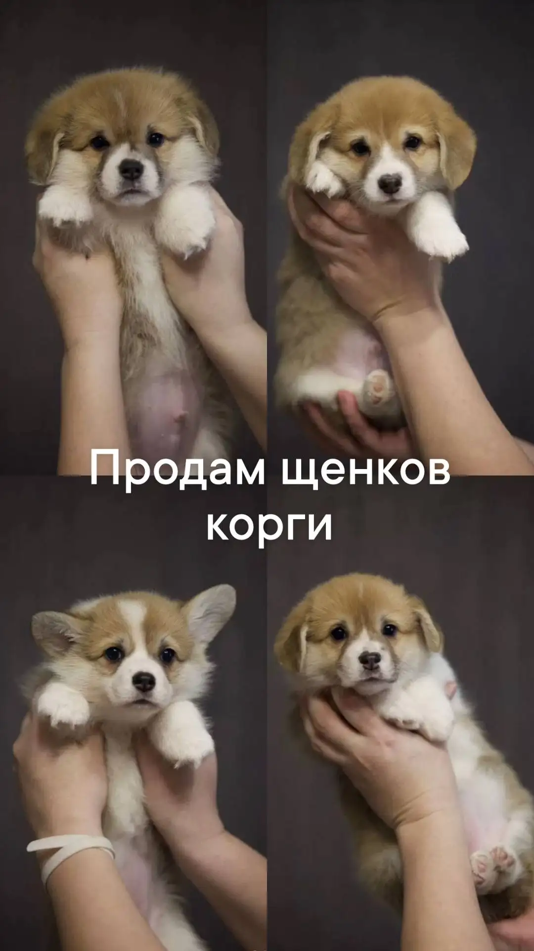 Продажа щенков корги с документами РКФ - Собаки (Животные) в Чита