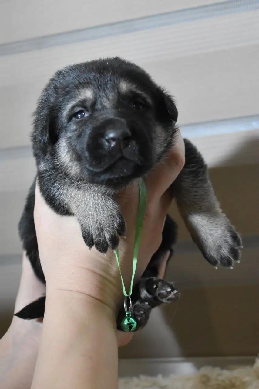 Продажа щенков восточноевропейской овчарки - Собаки (Животные) в Ангарск