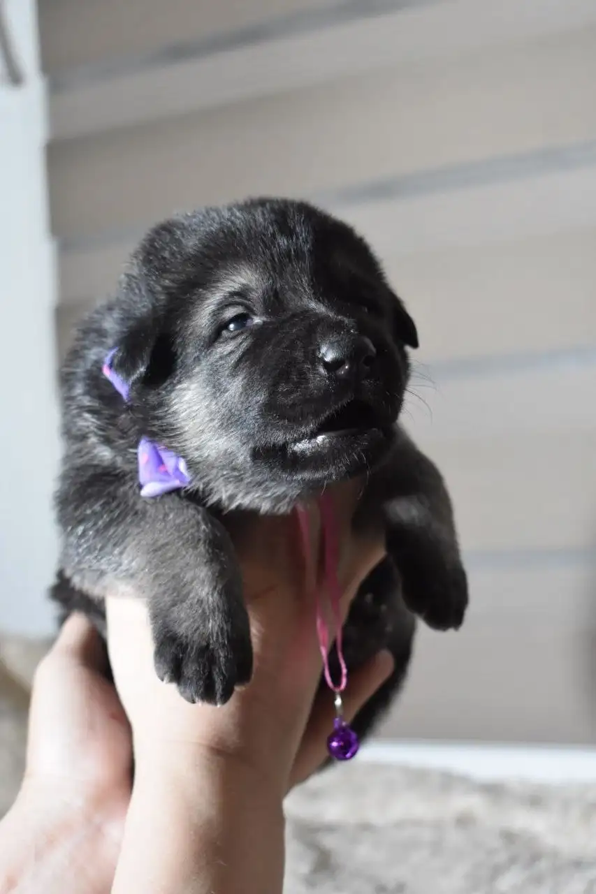 Продажа щенков восточноевропейской овчарки - Собаки (Животные) в Ангарск