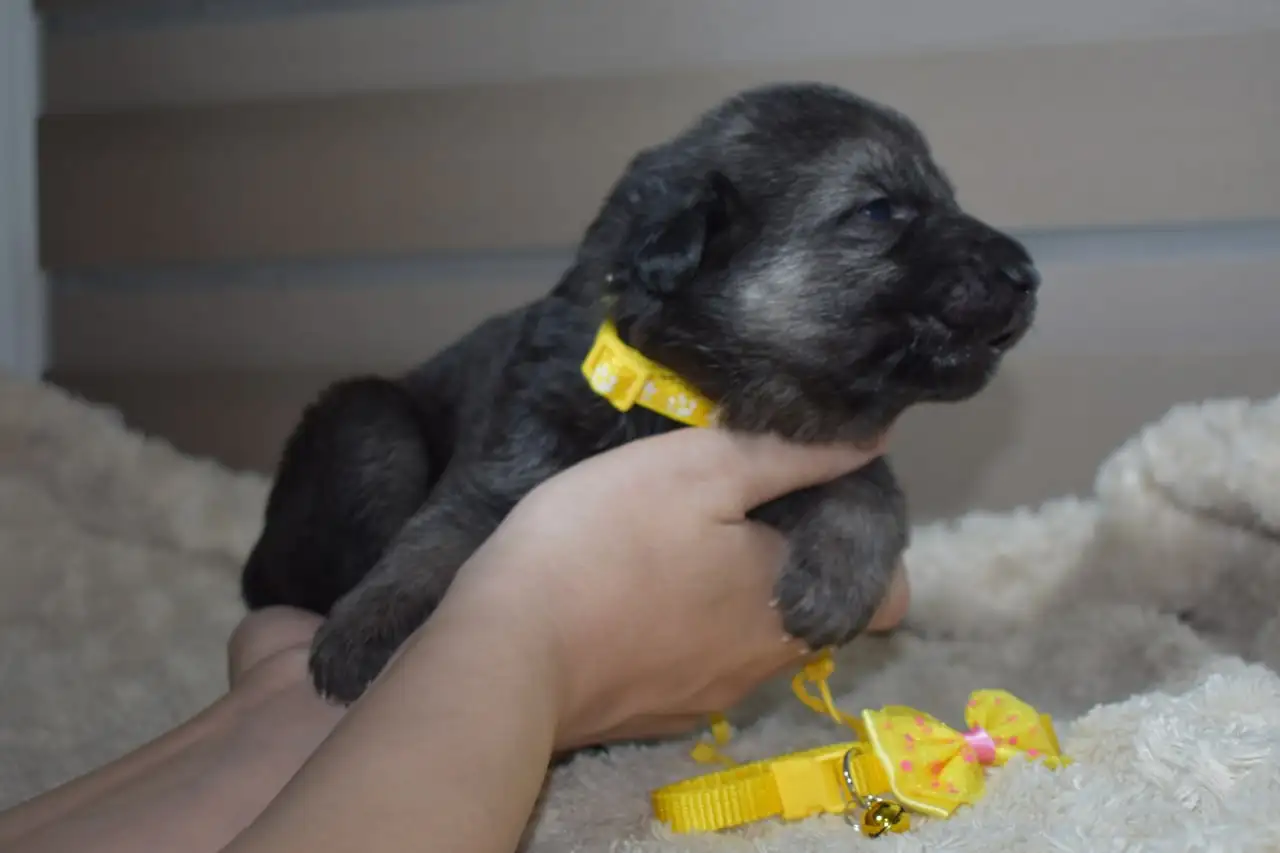 Продажа щенков восточноевропейской овчарки - Собаки (Животные) в Ангарск