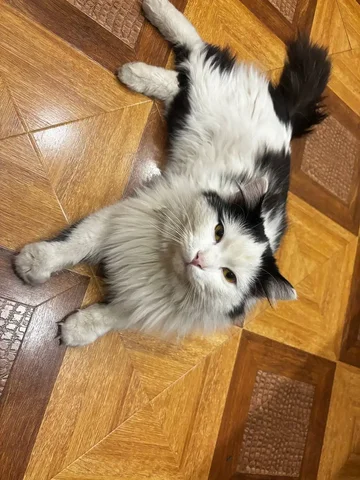 Найден домашний кот в районе Космонавтов-Весенняя - Клетки в Чита