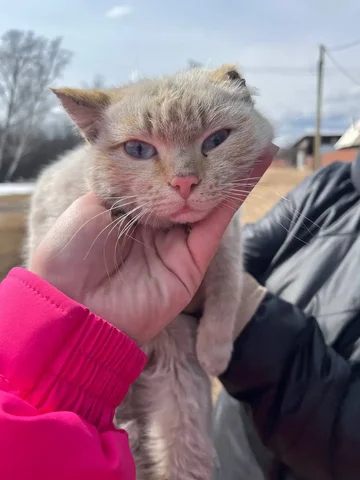 Кот ищет дом после спасения с улицы - Животные в Чита