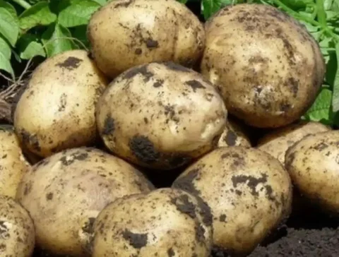 Продам картофель желтый крупный 4 ведра - Кофеварки в Чита