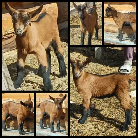 Продажа молодняка козочек чешской молочной породы - Животные в Чита
