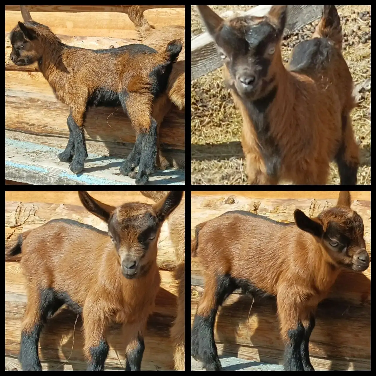 Продажа молодняка козочек чешской молочной породы - Сельскохозяйственные животные (Животные) в Чита