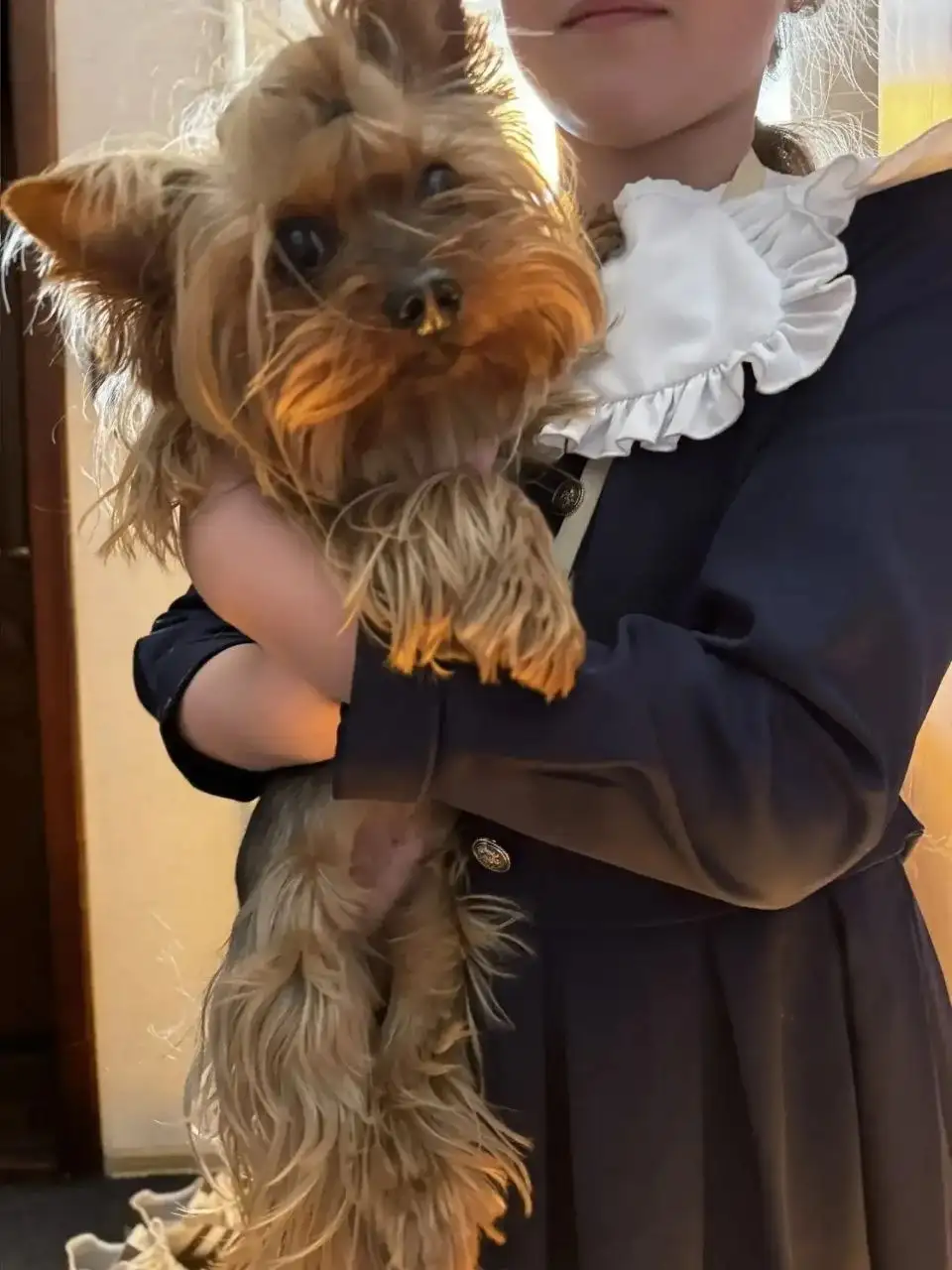 Найдена собака в Чите - Найдены/потерялись (Животные) в Чита