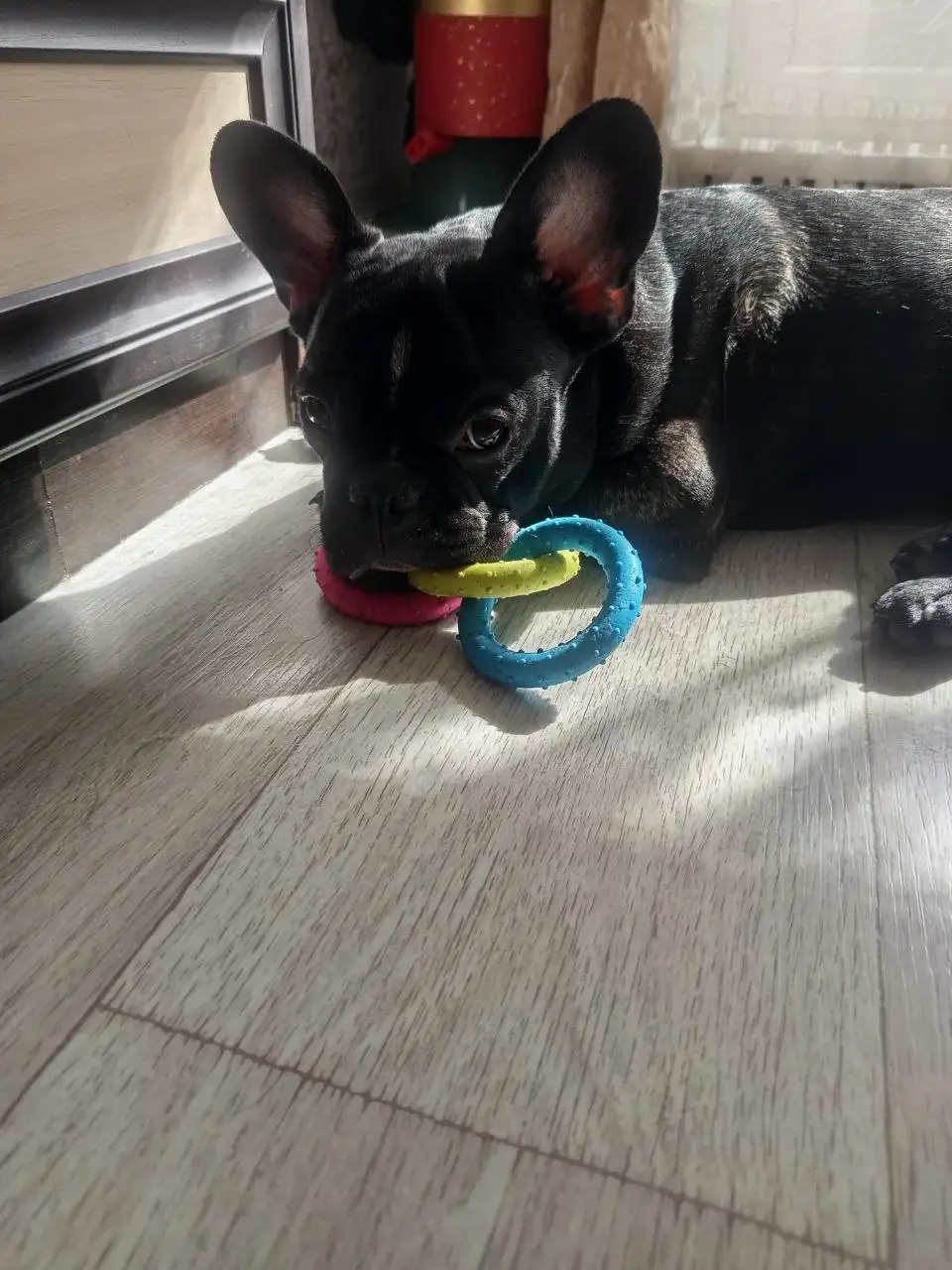 Продам щенка французского бульдога 7 месяцев - Собаки (Животные) в Чита