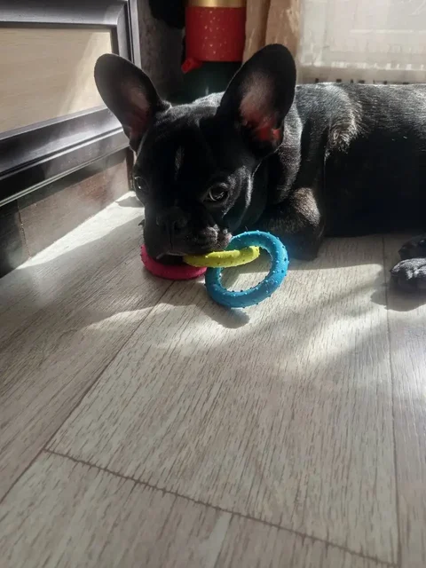 Продам щенка французского бульдога 7 месяцев - Крупный рогатый скот в Чита