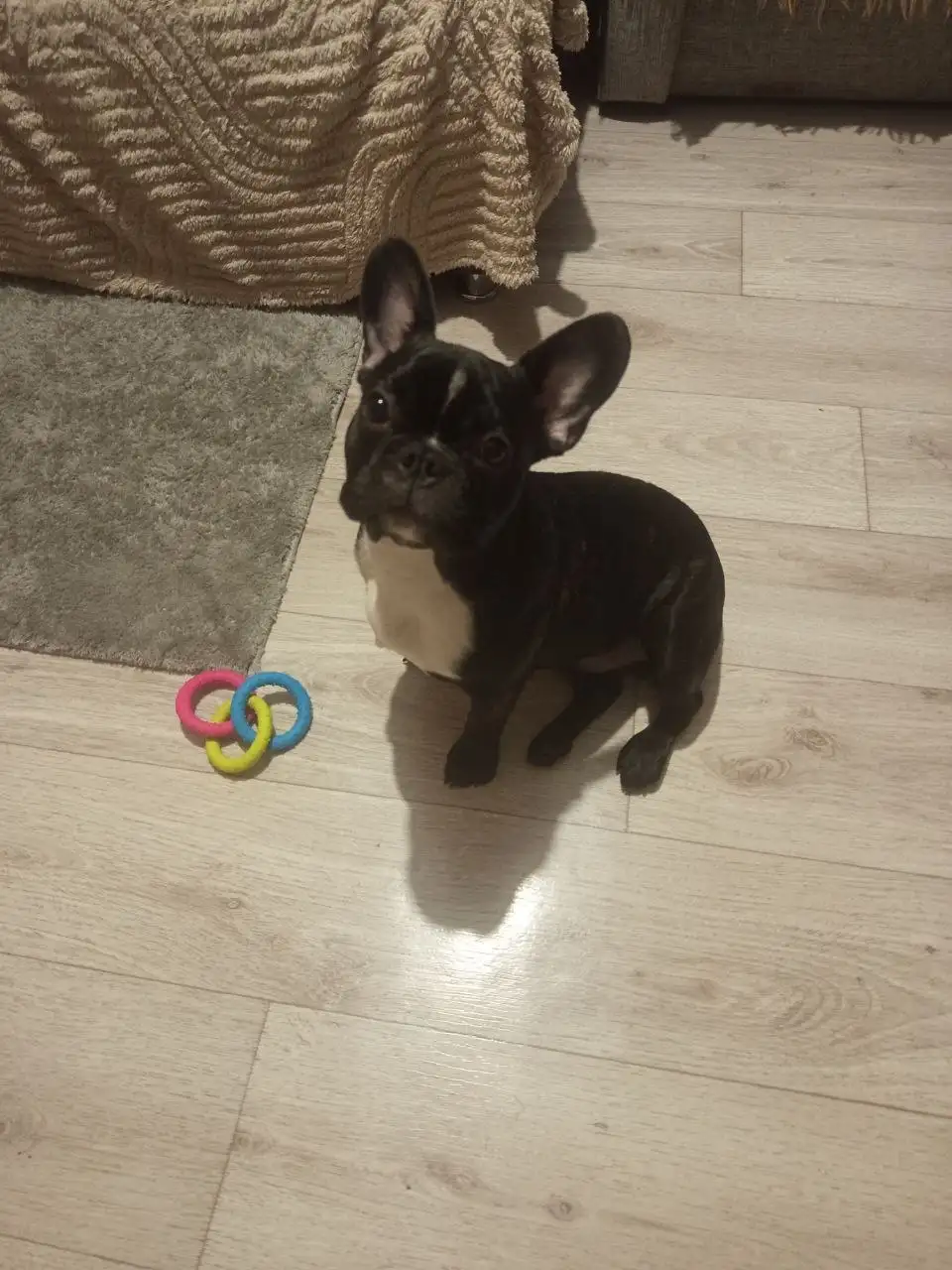 Продам щенка французского бульдога 7 месяцев - Собаки (Животные) в Чита