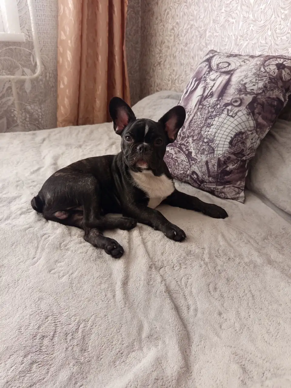 Продам щенка французского бульдога 7 месяцев - Собаки (Животные) в Чита
