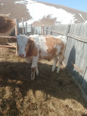 Продажа годовалого быка - Крупный рогатый скот в Чита