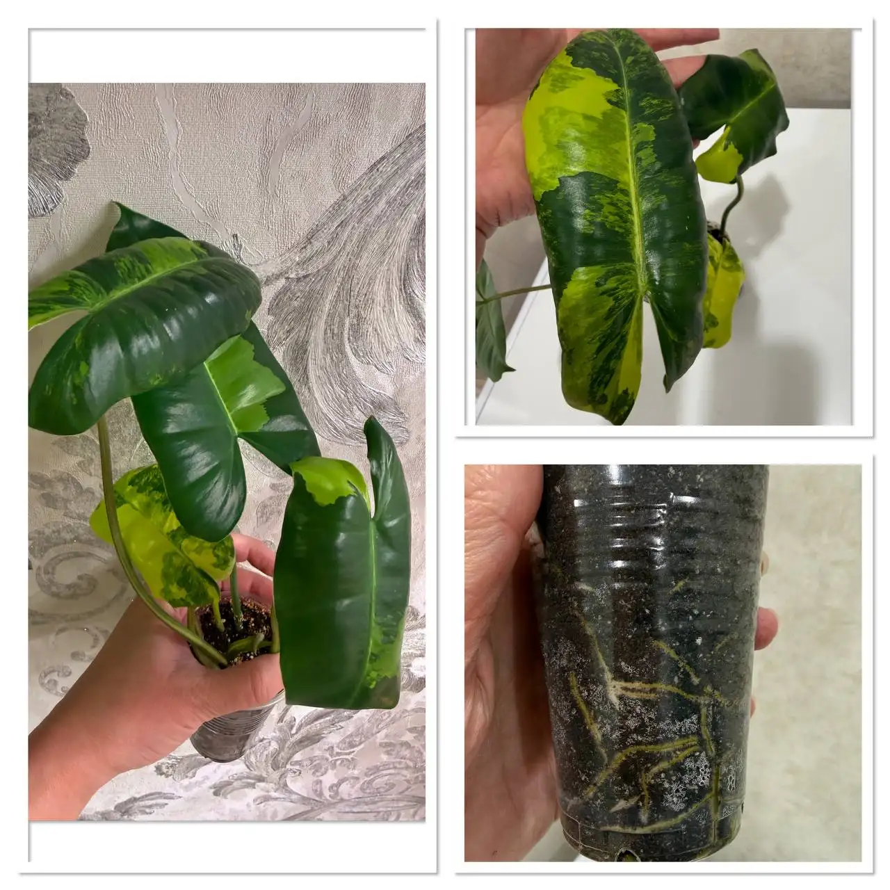 Продам филодендрон Бурле макс - Растения (Хобби и отдых) в Чита