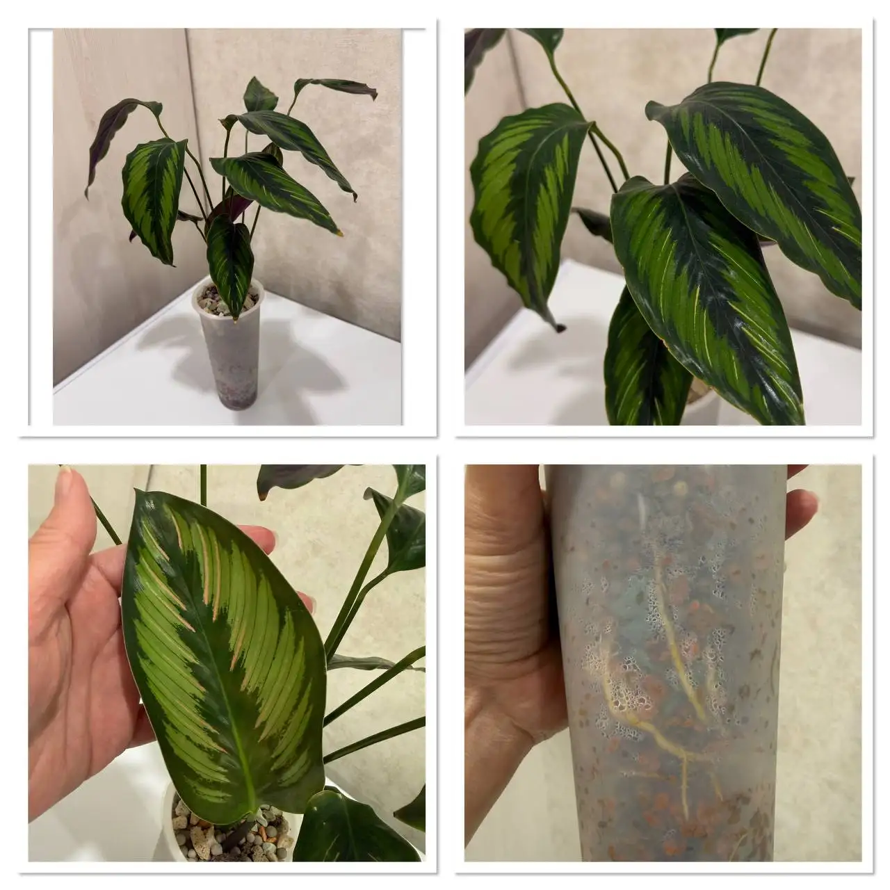 Продам калатею Бьюти стар в минеральном грунте - Комнатные растения (Хобби и отдых) в Чита