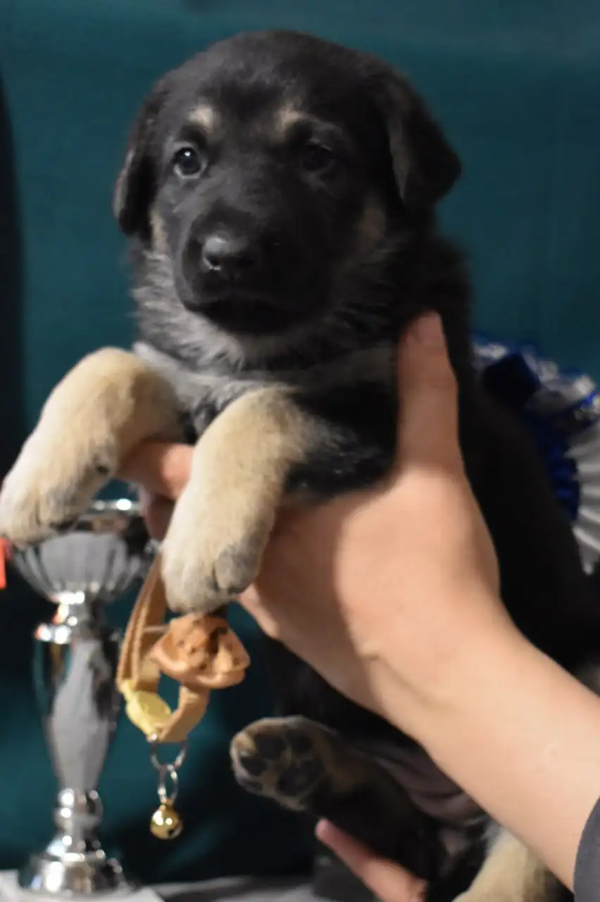 Щенки восточноевропейской овчарки - Собаки (Животные) в Ангарск