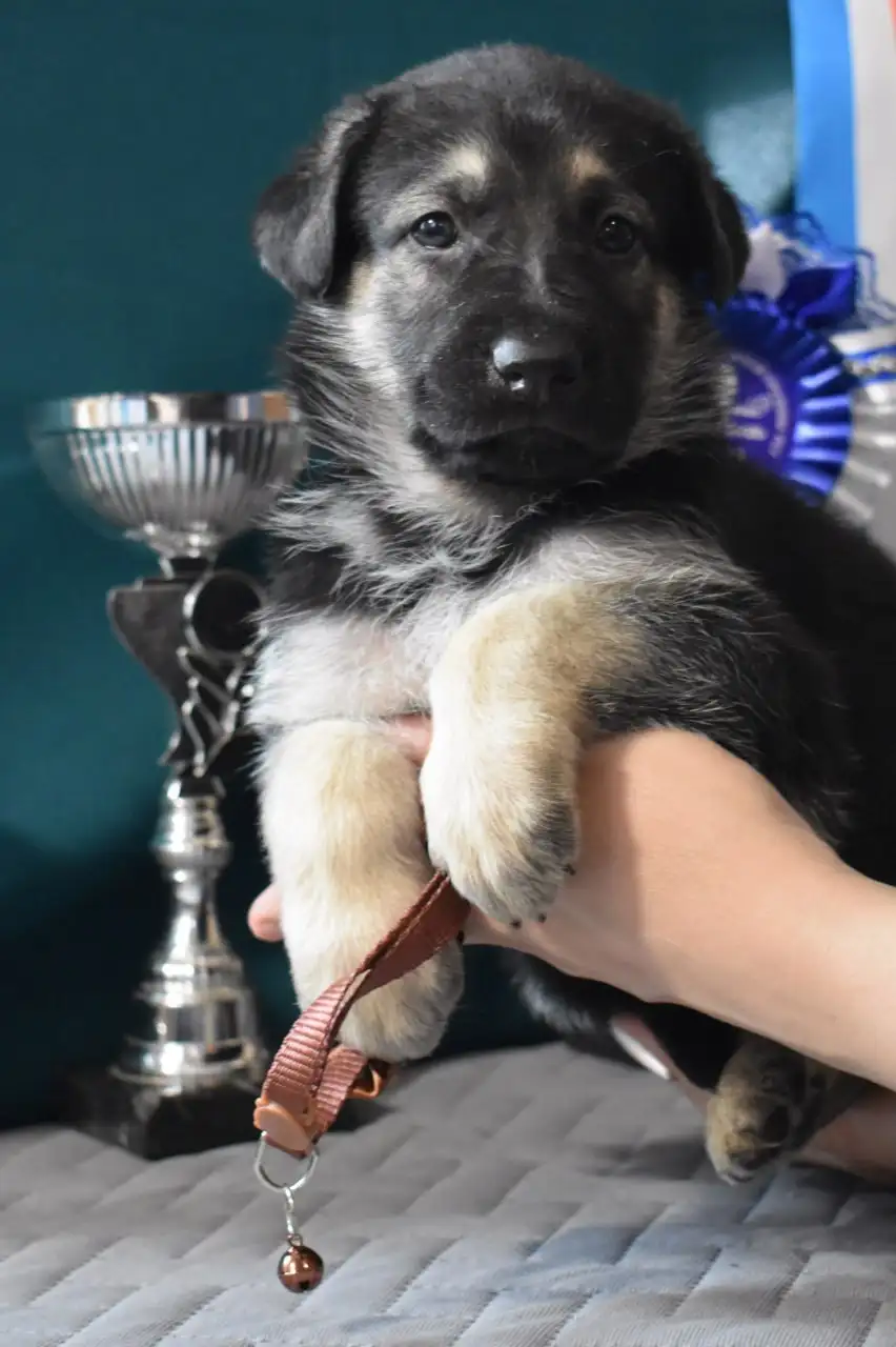 Щенки восточноевропейской овчарки - Собаки (Животные) в Ангарск