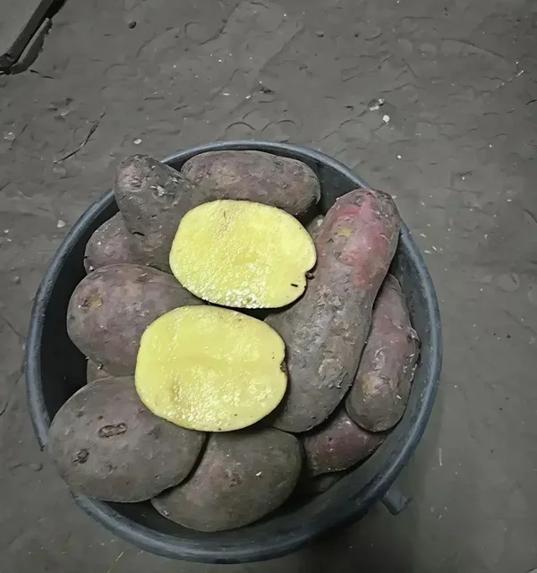 Продажа деревенского картофеля от 2 ведер - Лодочные моторы в Чита