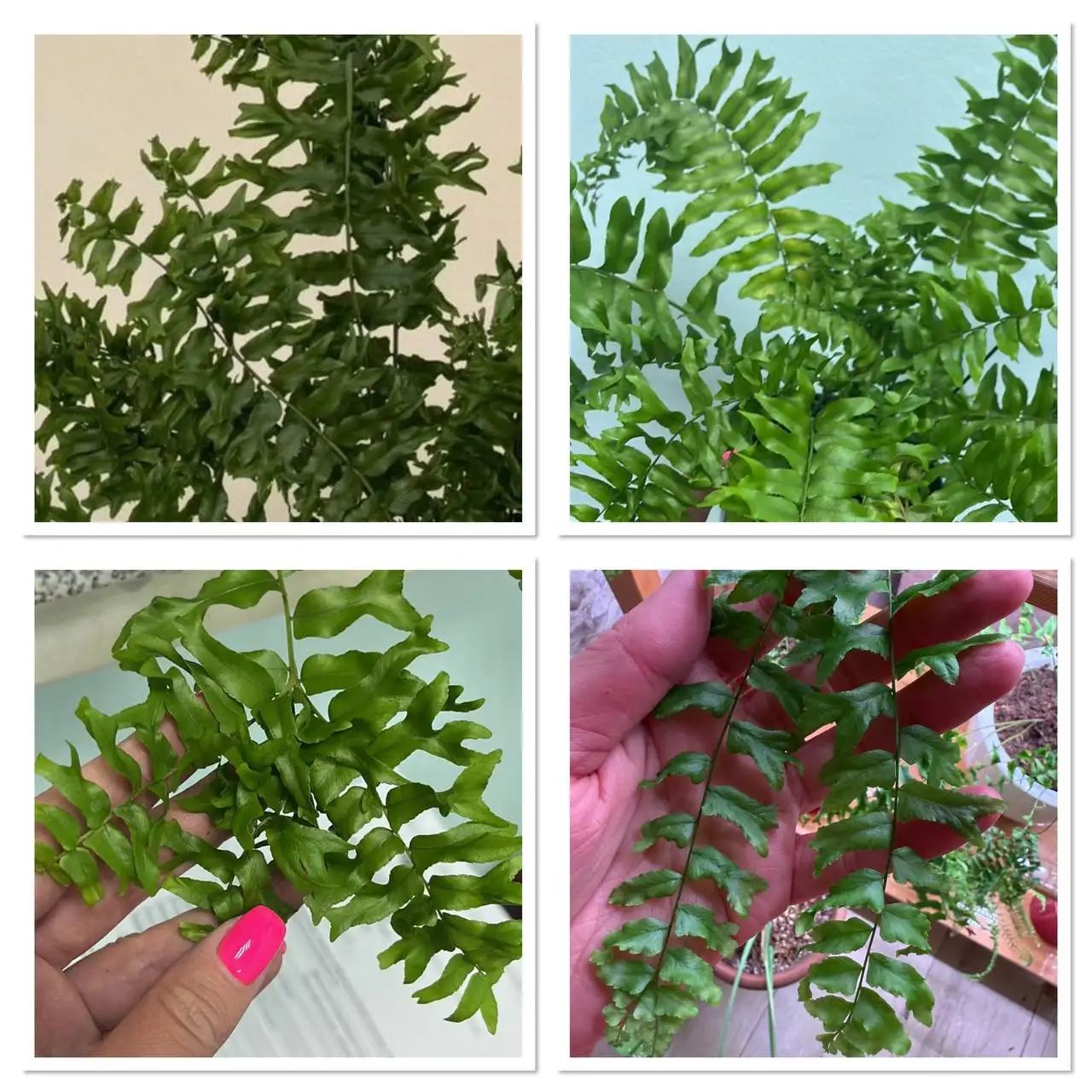 Деленки нефролеписа Falcata Furcans Cristata - Хобби и отдых в Чита