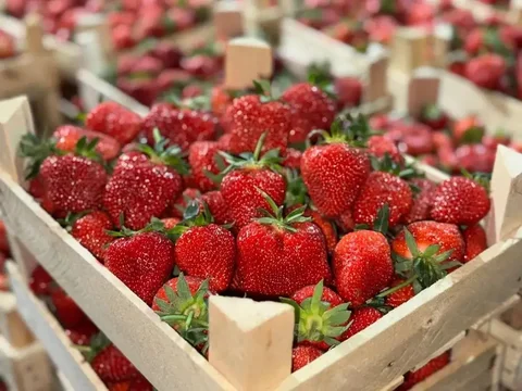 Продажа свежей клубники сорта Клери из Киргизии - Продукты в Чита