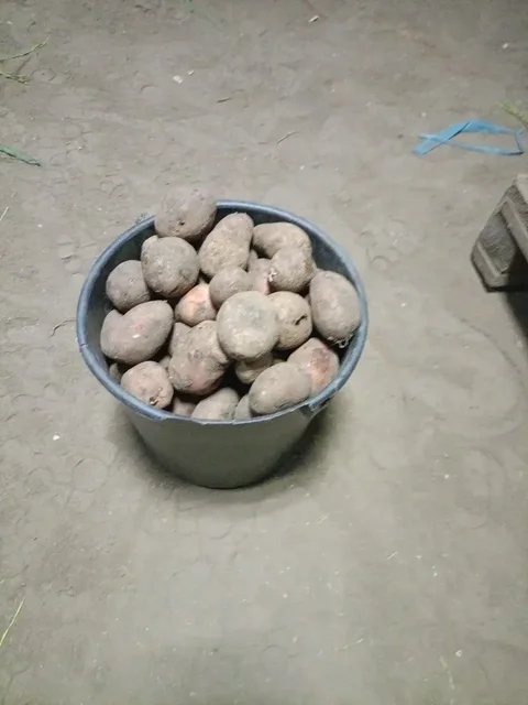 Картофель едовой и семенной - Для дома и дачи в Чита