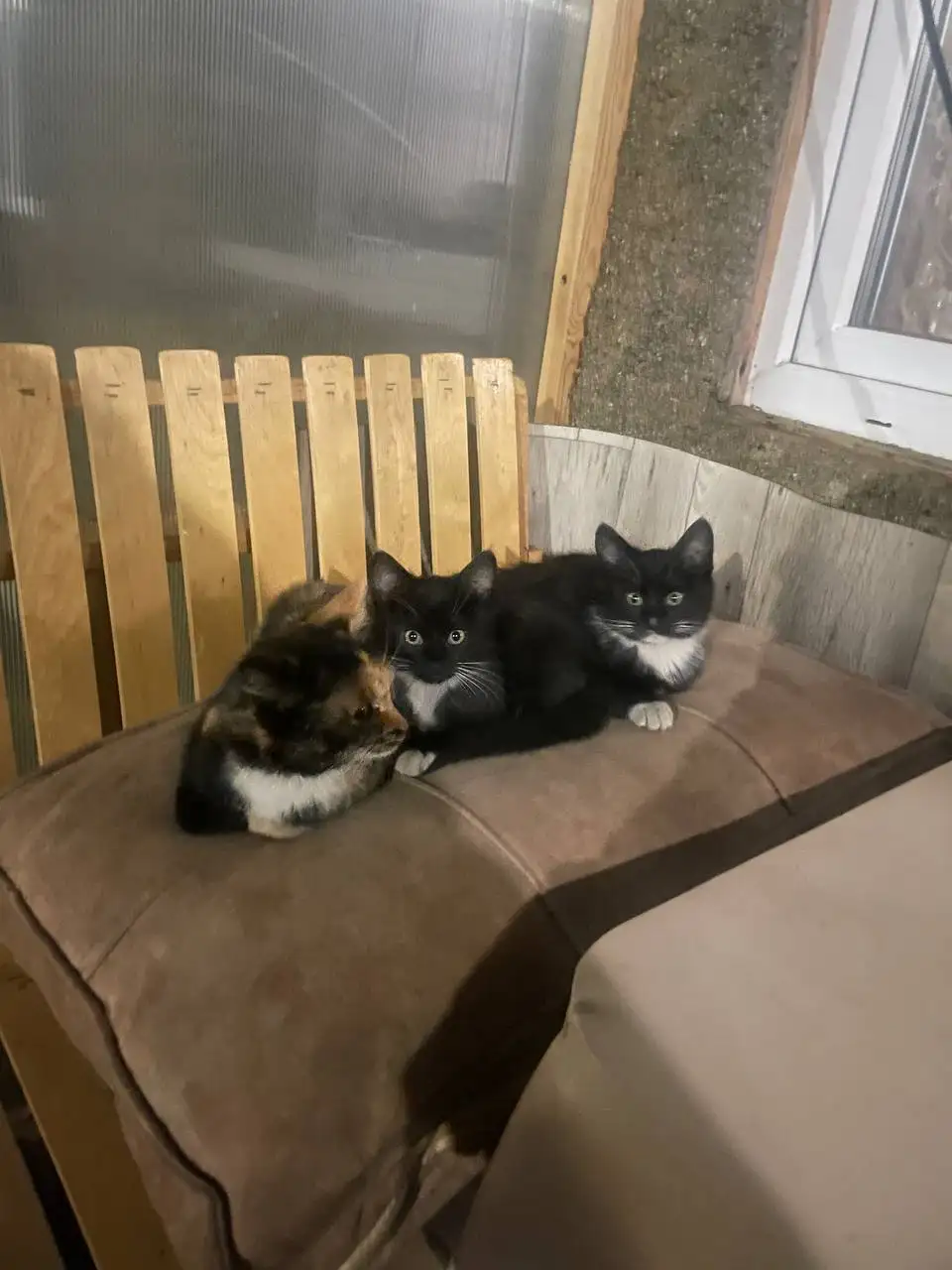 Отдам котиков в добрые руки - Животные в Чита