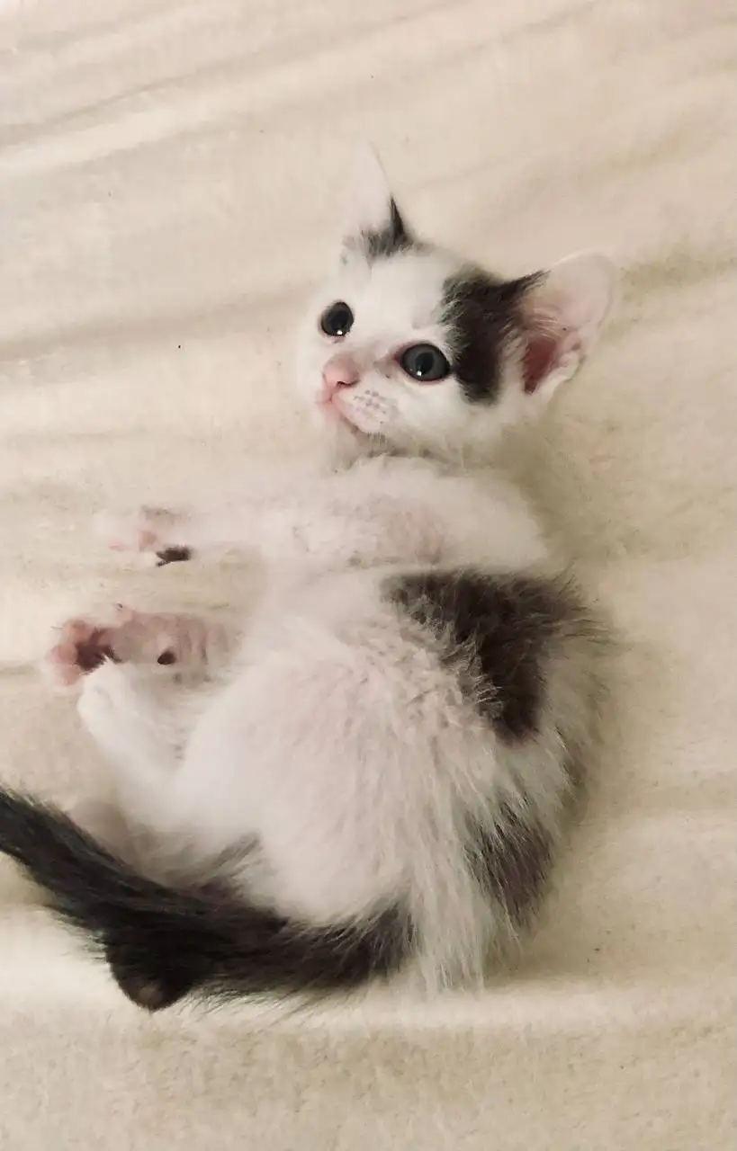 Котёнка отдам в добрые руки - Кошки (Животные) в Чита