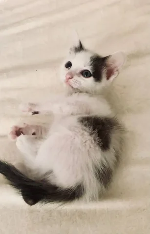 Котёнка отдам в добрые руки - Кошки в Чита