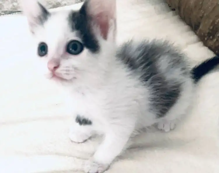 Отдам котенка в добрые руки - Кошки (Животные) в Чита
