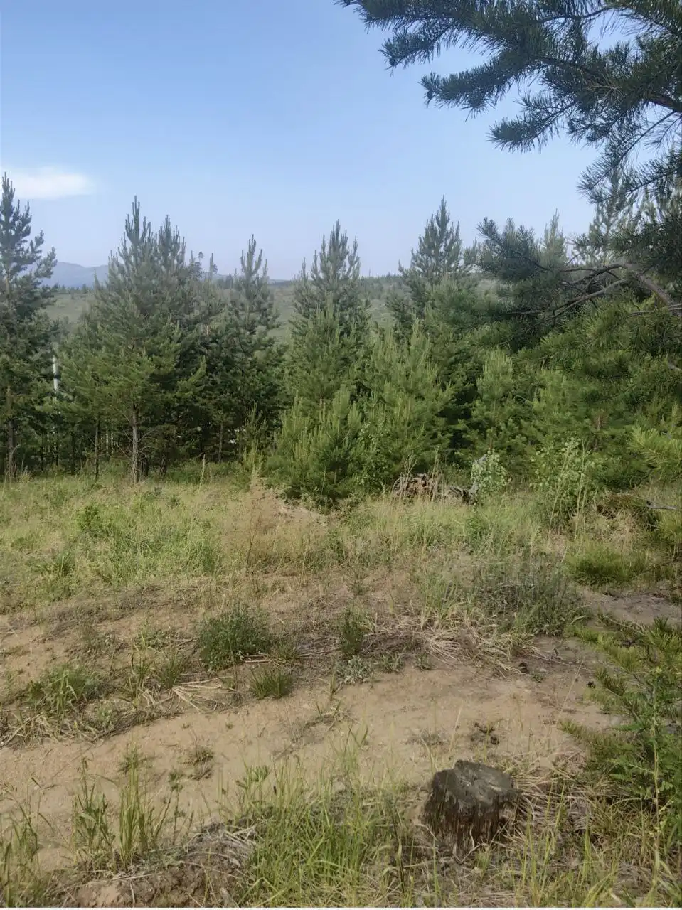 Продажа участка в ДНТ Красная поляна - Земельные участки (Недвижимость) в Улан-Удэ