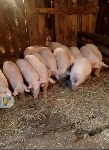 Продажа домашних поросят разных возрастов и пород - Животные в Улан-Удэ