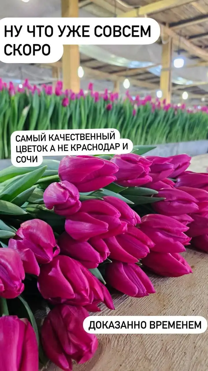 Приём заявок на Тункинские тюльпаны премиум класса - Растения/цветы (Хобби и отдых) в Улан-Удэ