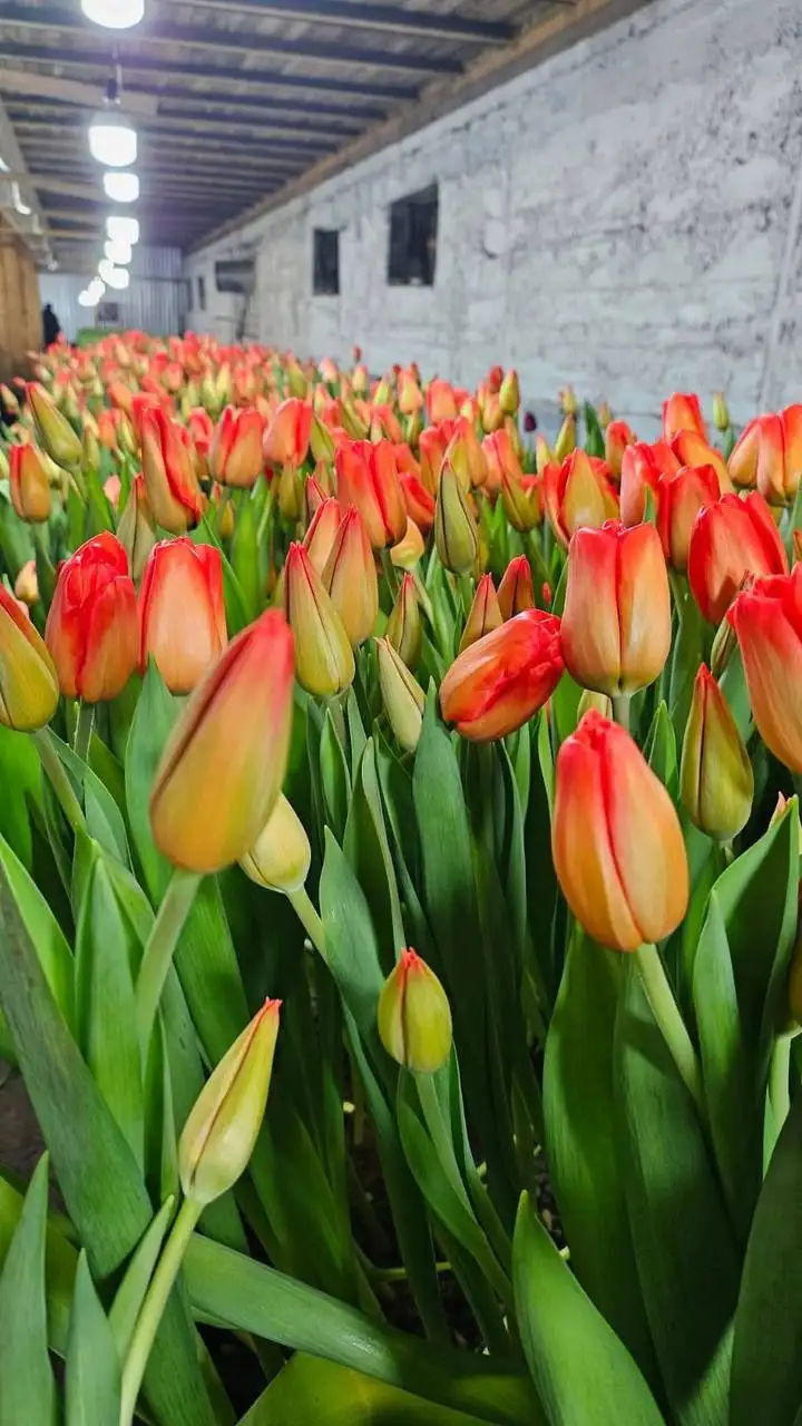 Приём заявок на Тункинские тюльпаны премиум класса - Растения/цветы (Хобби и отдых) в Улан-Удэ