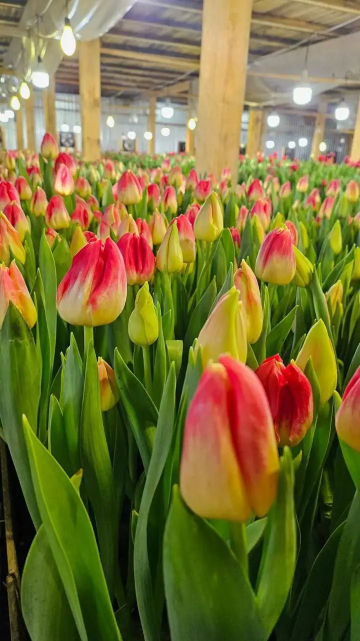 Приём заявок на Тункинские тюльпаны премиум класса - Растения/цветы (Хобби и отдых) в Улан-Удэ