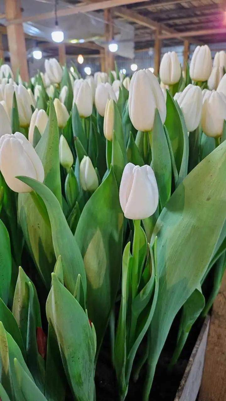 Приём заявок на Тункинские тюльпаны премиум класса - Растения/цветы (Хобби и отдых) в Улан-Удэ