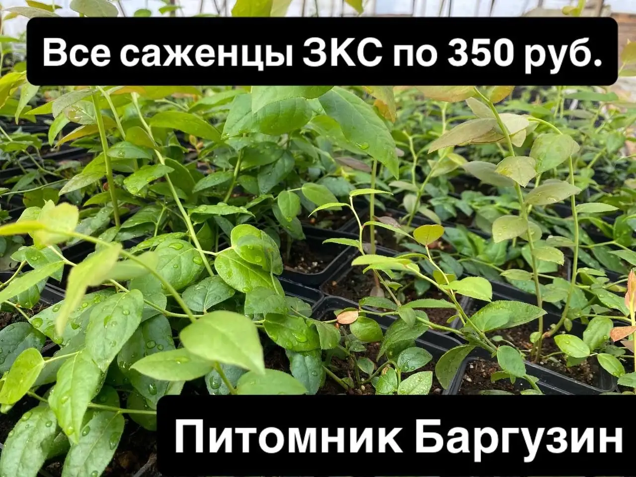 Продажа саженцев в Улан-Удэ - Растения (Хобби и отдых) в Улан-Удэ