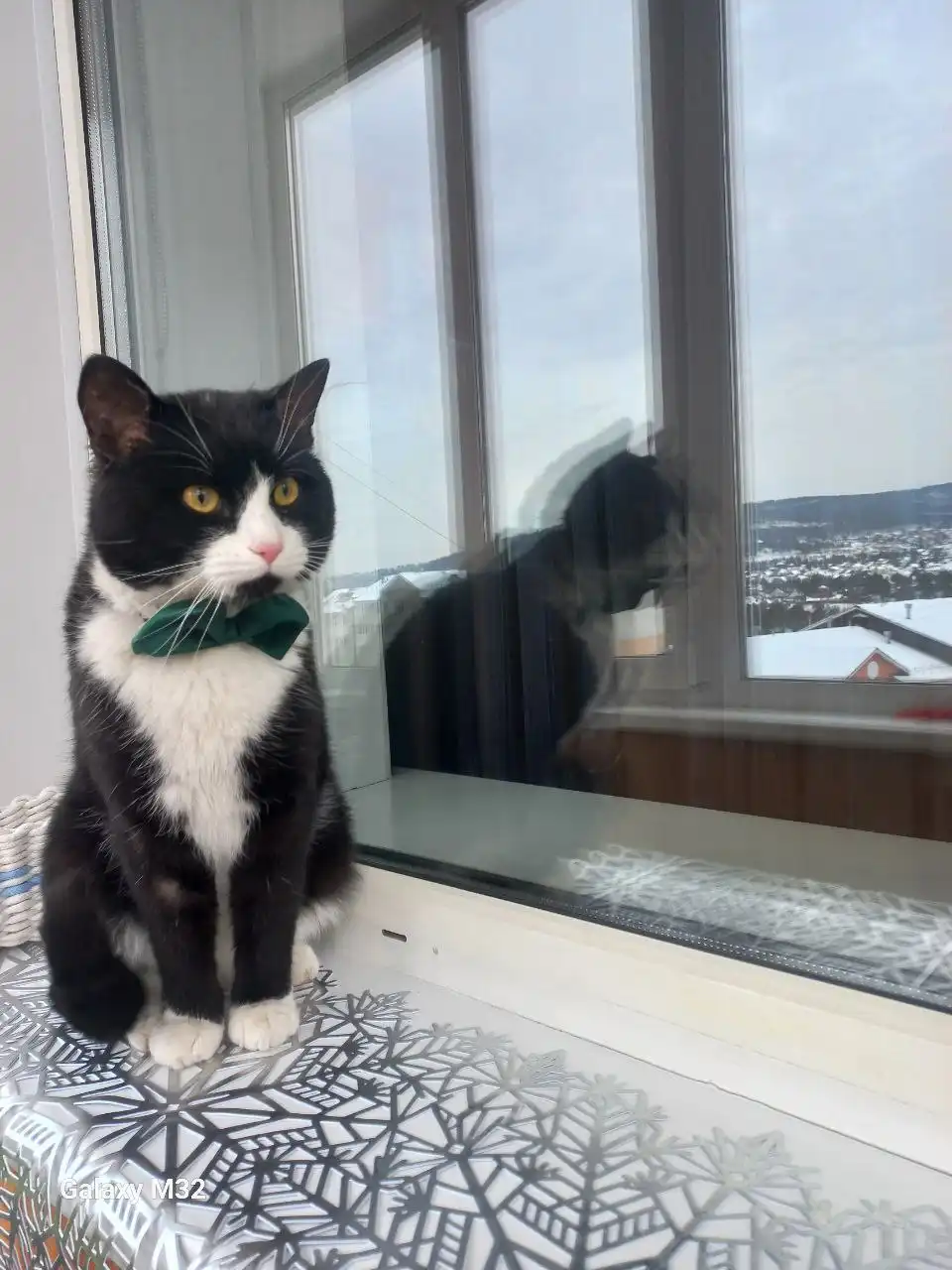 Шикарный котик Босик ищет дом