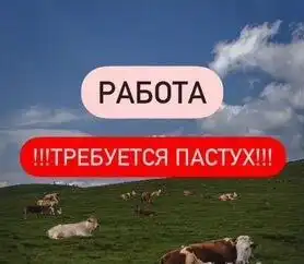 Требуется пастух на ферму в Иволгинский район