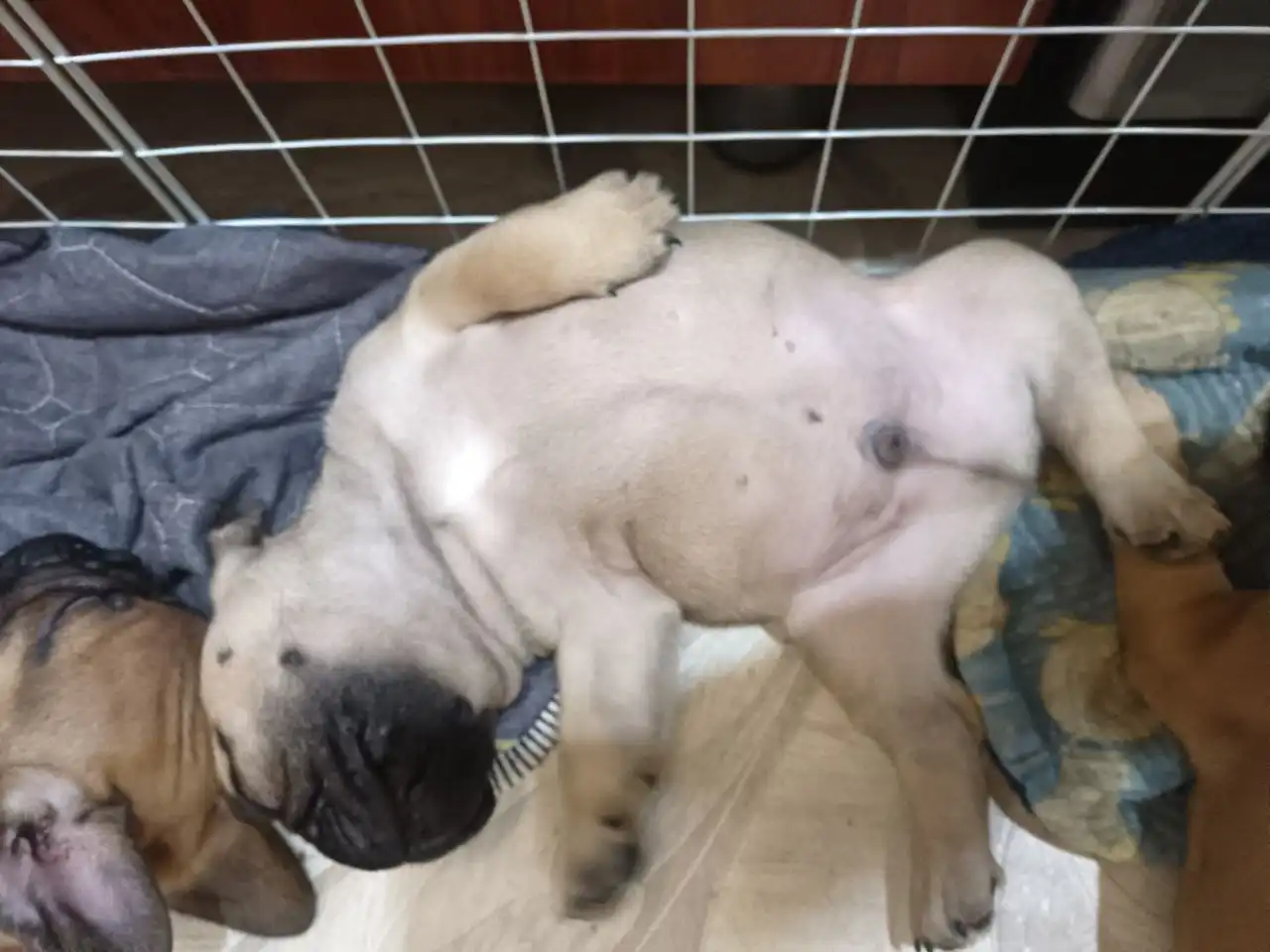 Продажа французских бульдогов