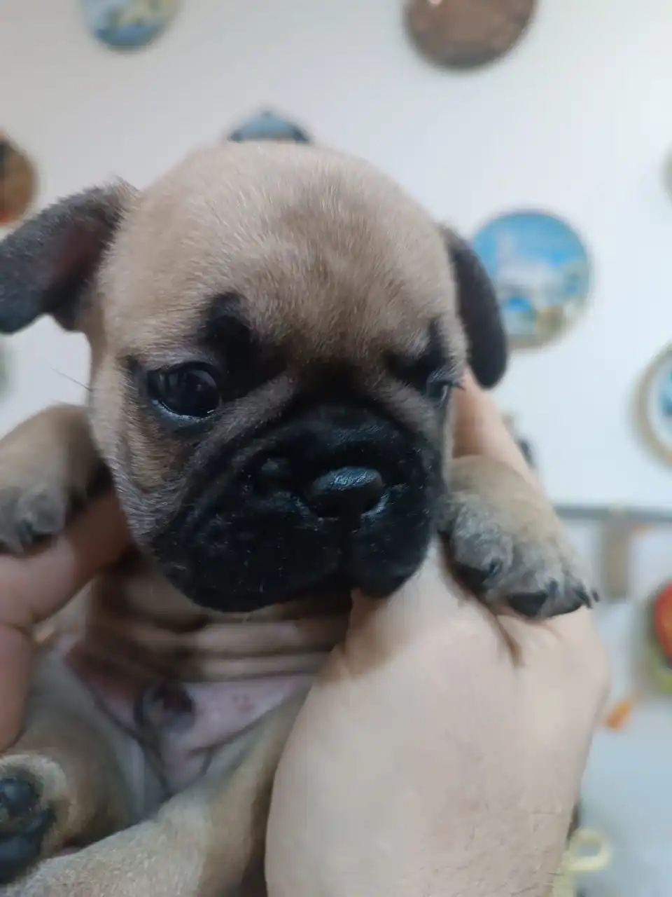 Продажа французских бульдогов