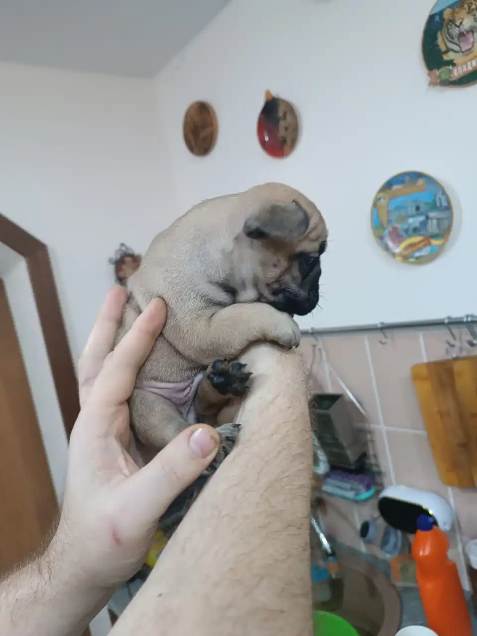 Продажа французских бульдогов