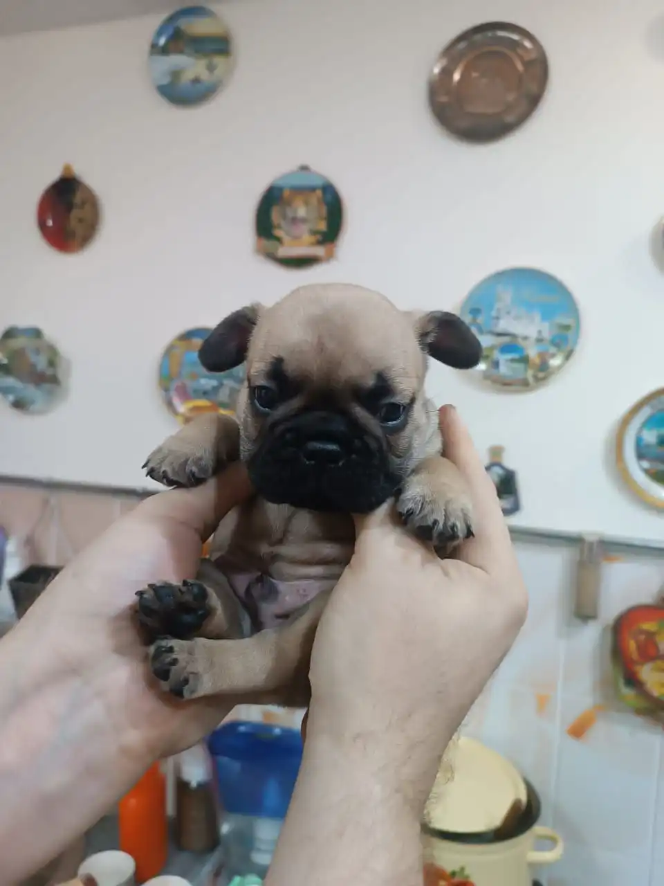 Продажа французских бульдогов