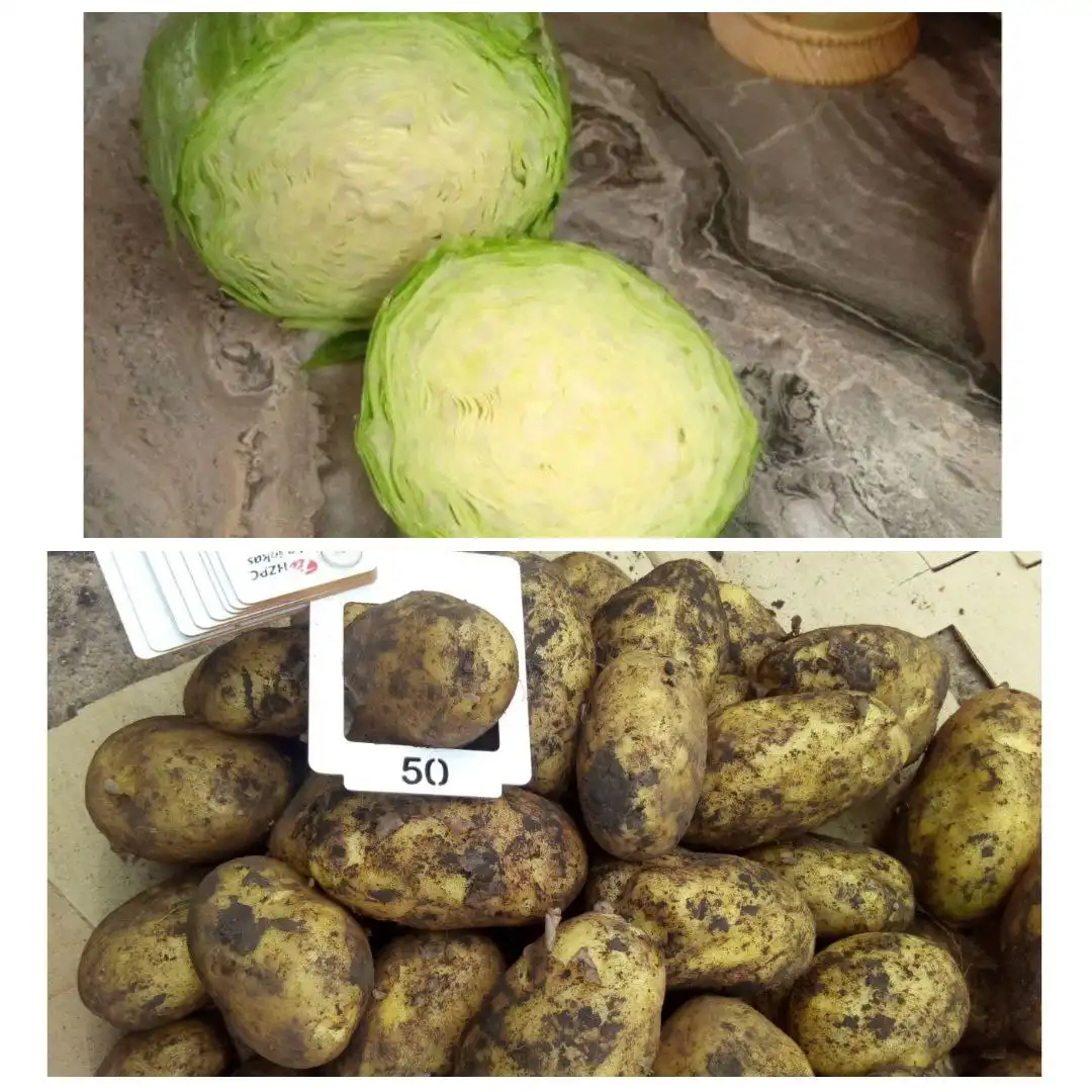 Продажа картофеля и капусты