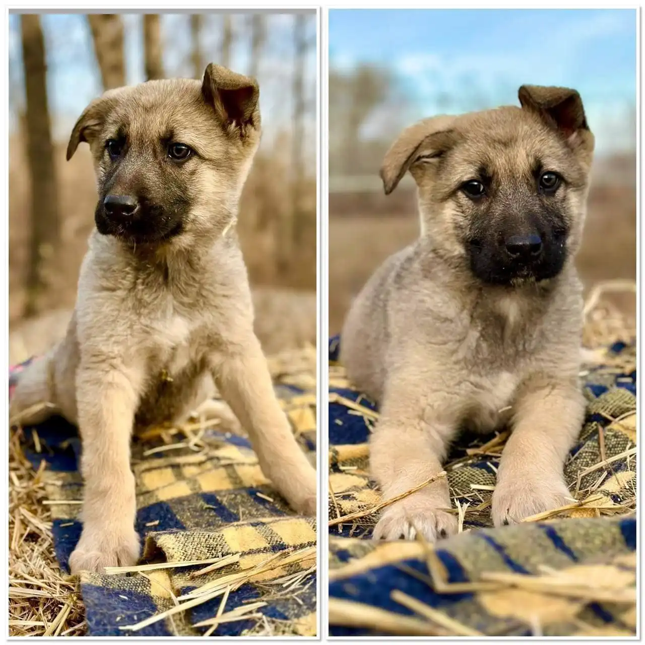 Щенок девочка 3 месяца