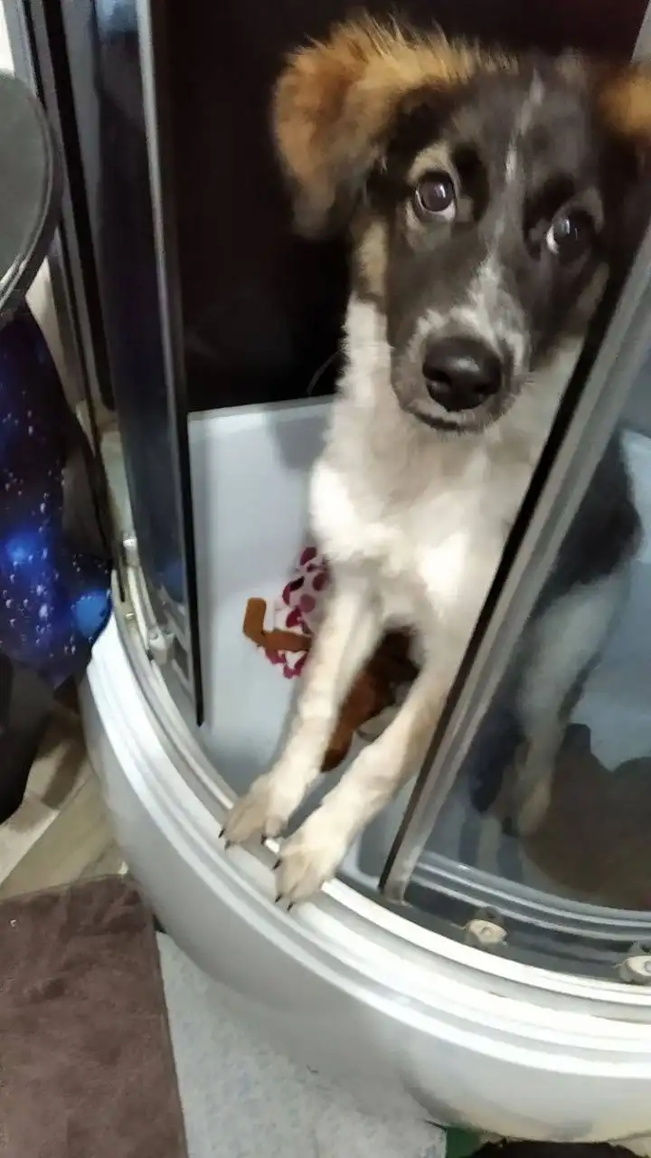 Найдена собака в автобусе у Ивановского рынка