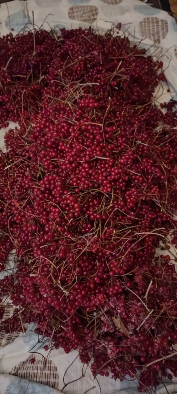 Продажа калины кистями