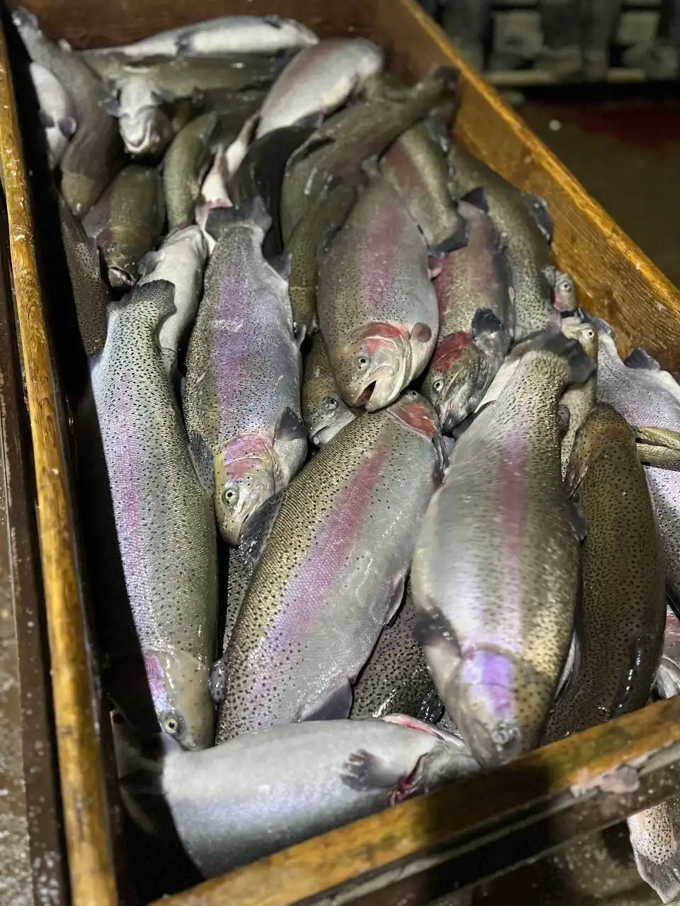 Саяногорская радужная форель с доставкой