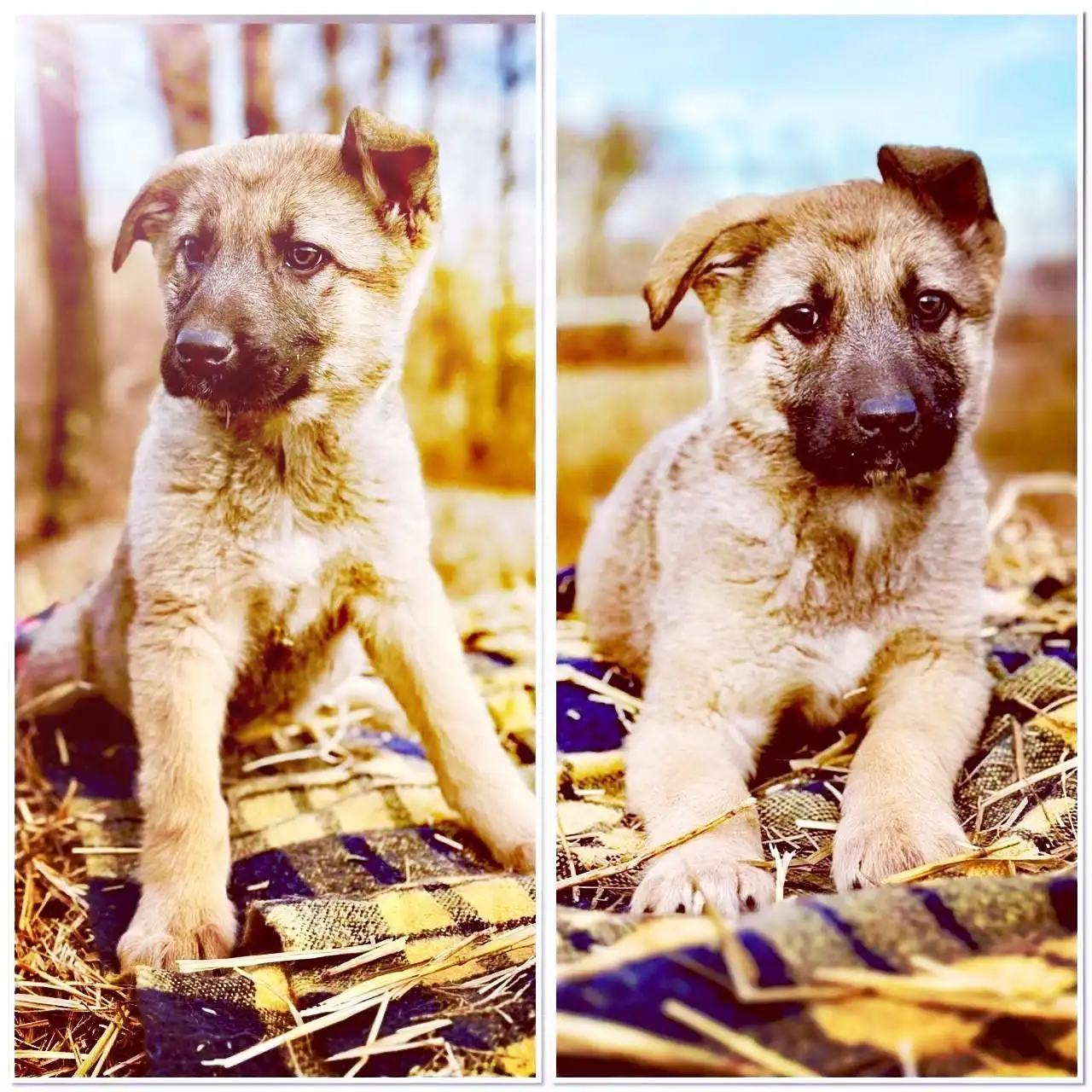 Щенок-девочка ищет семью